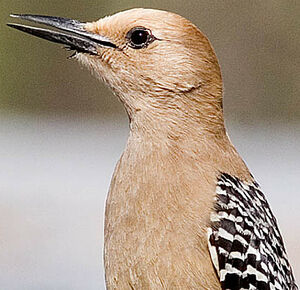 Gila Woodpecker