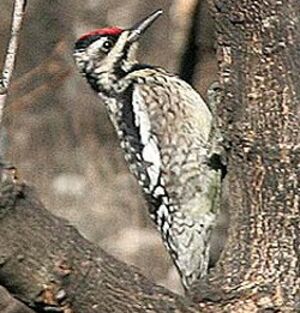 Yellow-bellied Sapsucker