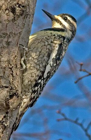 Yellow-bellied Sapsucker