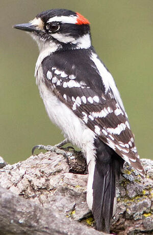 Downy Woodpecker