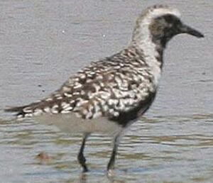 Grey Plover