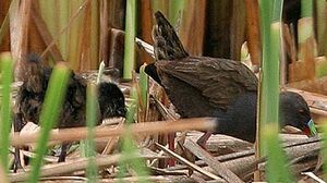 Plumbeous Rail