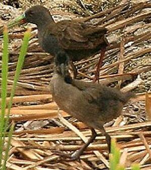 Plumbeous Rail