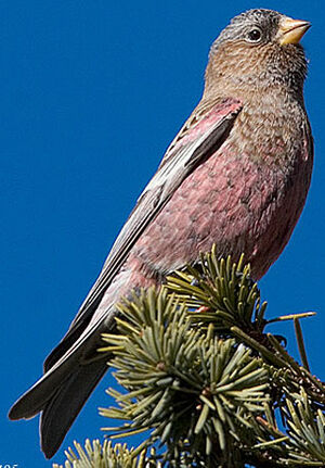 Brown-capped Rosy Finch