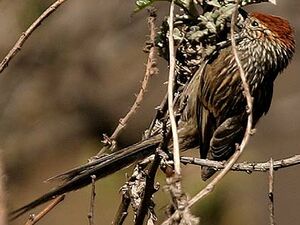 Rusty-crowned Tit-Spinetail