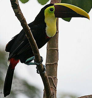 Chestnut-mandibled Toucan