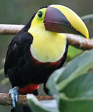 Chestnut-mandibled Toucan
