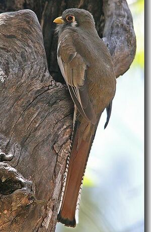 Trogon élégant
