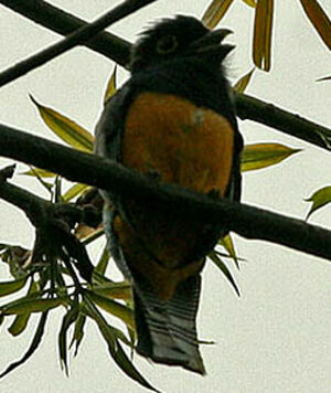 Violaceous Trogon