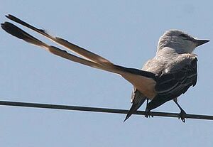 Scissor-tailed Flycatcher