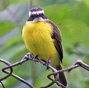 Rusty-margined Flycatcher