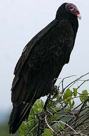Turkey Vulture