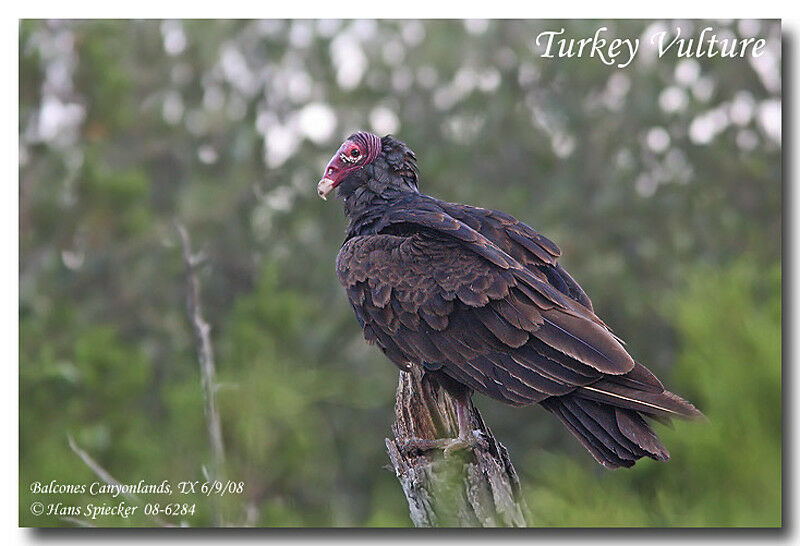 Turkey Vultureadult