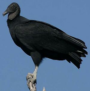 Black Vulture