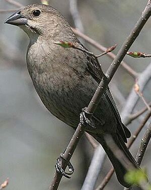 Vacher � t�te brune