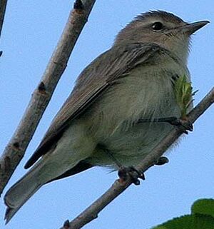 Warbling Vireo