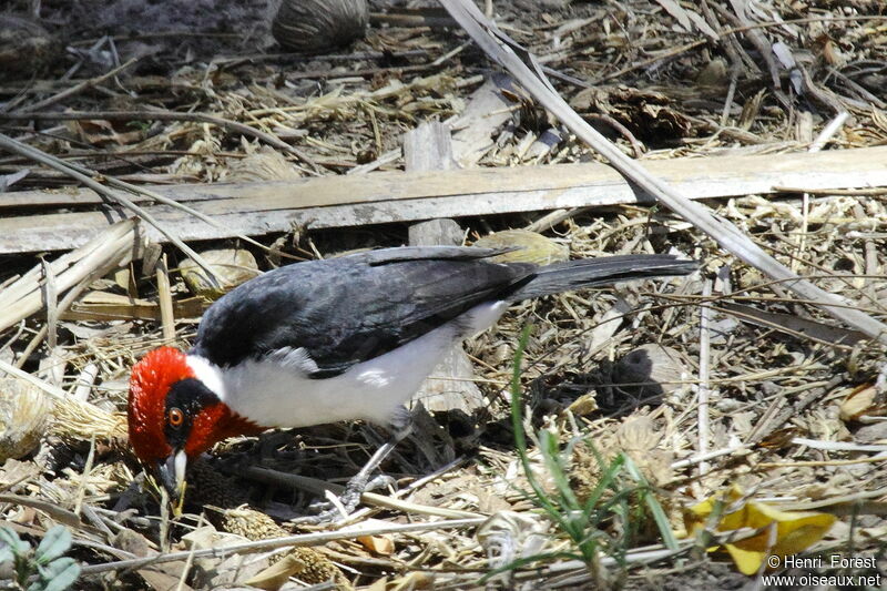 Masked Cardinal, identification