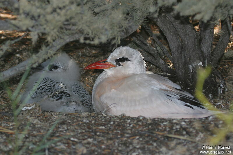 Red-tailed Tropicbird, Reproduction-nesting
