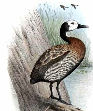 Dendrocygne veuf