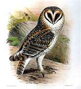 Australian Masked Owl