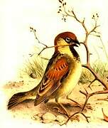 Somali Sparrow