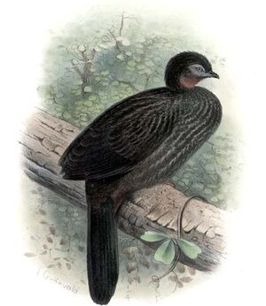 Pénélope pajuil