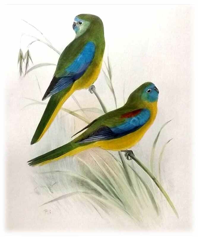 Turquoise Parrot