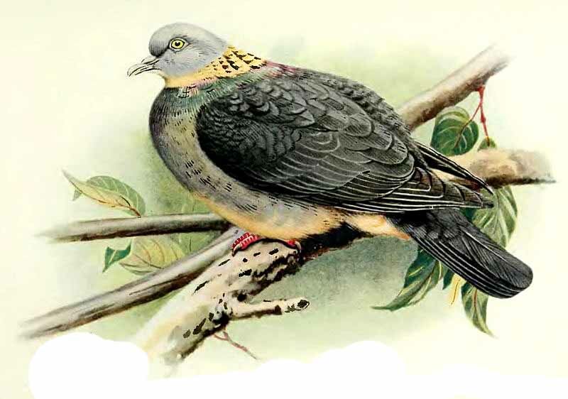 Ashy Wood Pigeon