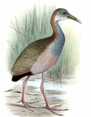 Giant Wood Rail