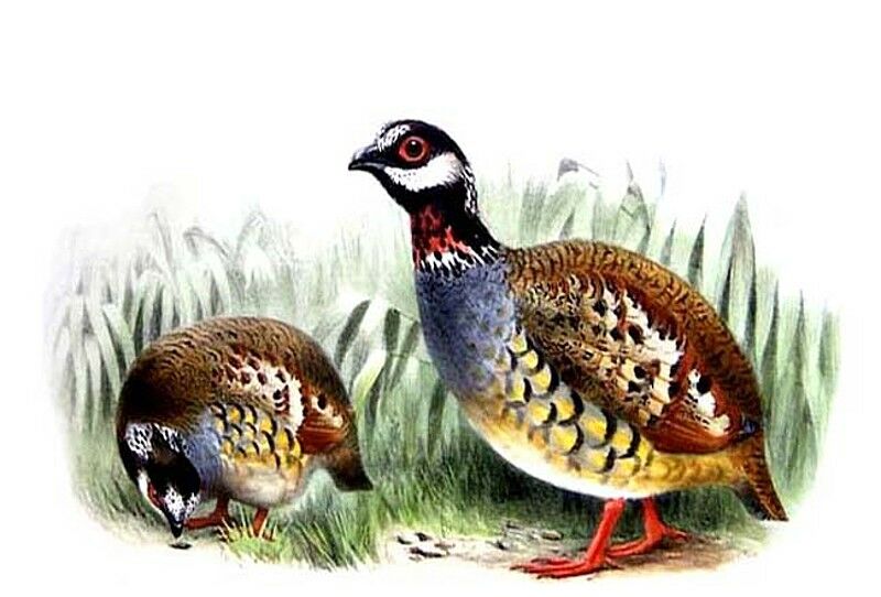 Malayan Partridge