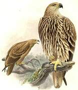 Eastern Imperial Eagle