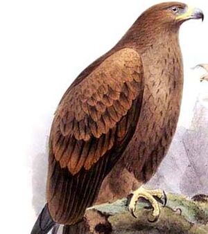 Aigle ravisseur