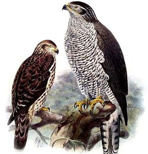 Northern Goshawk
