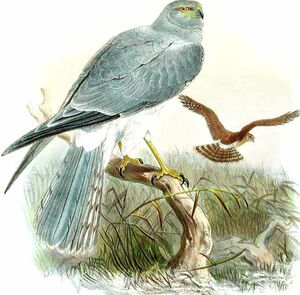 Northern Harrier