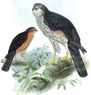 Eurasian Sparrowhawk