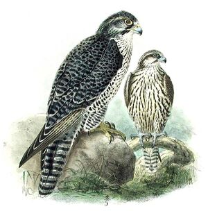 Gyrfalcon