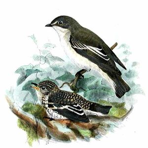 European Pied Flycatcher