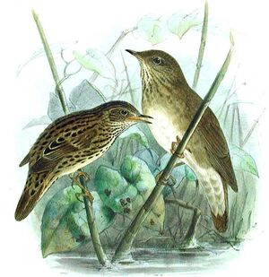 Locustelle fluviatile