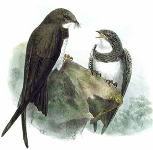 Alpine Swift