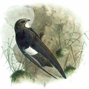 White-rumped Swift