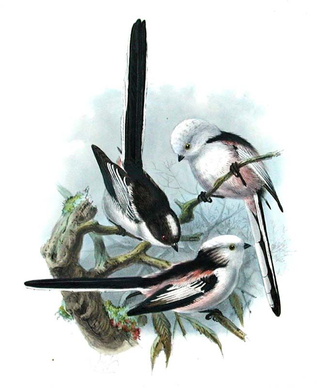 Mésange à longue queue - Aegithalos caudatus