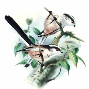 Long-tailed Tit