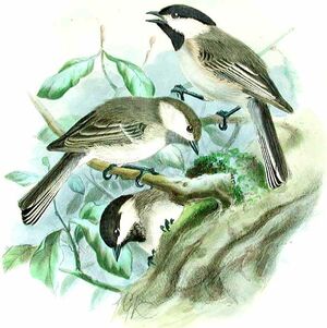 Mésange lugubre