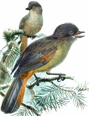 Siberian Jay