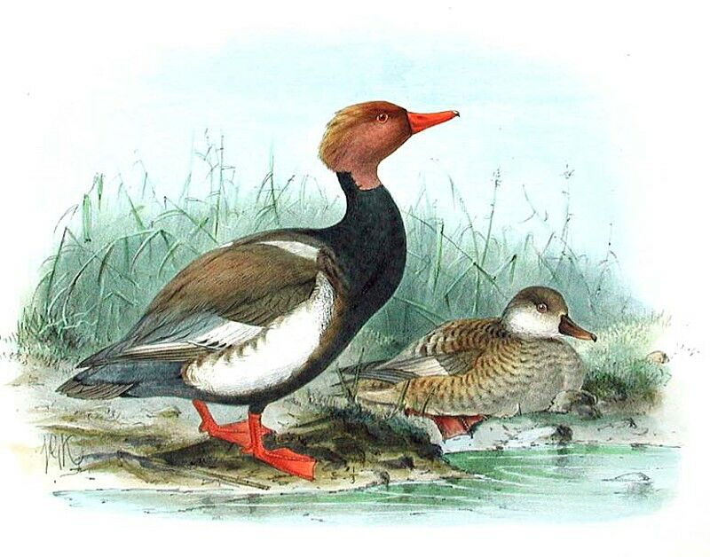 Red-crested Pochard