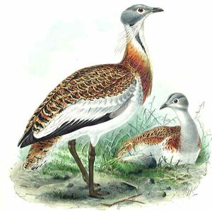 Great Bustard