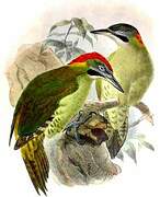 Levaillant's Woodpecker