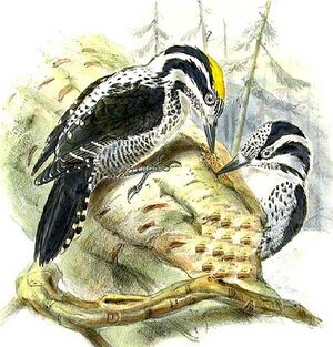 Eurasian Three-toed Woodpecker