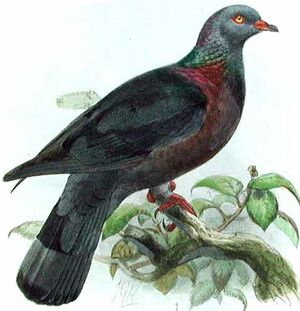 Bolle's Pigeon