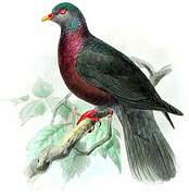 Laurel Pigeon